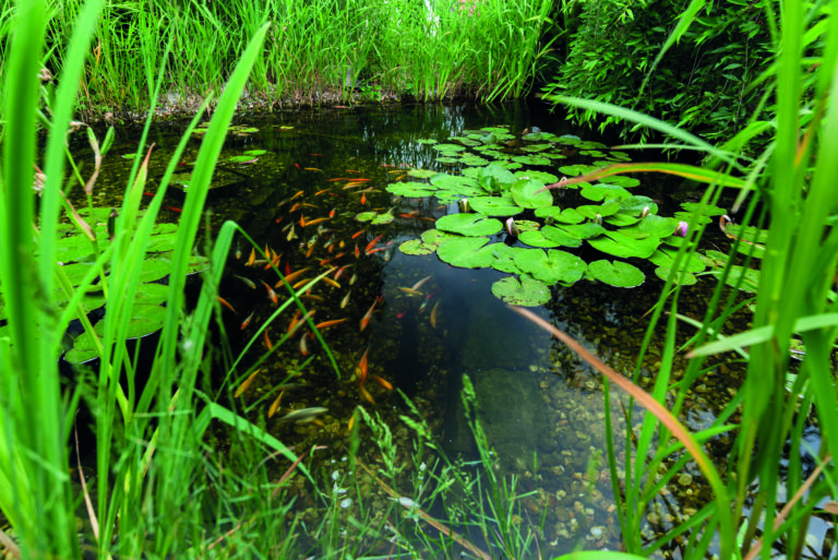 Fischteich mit Wasserpflanzen